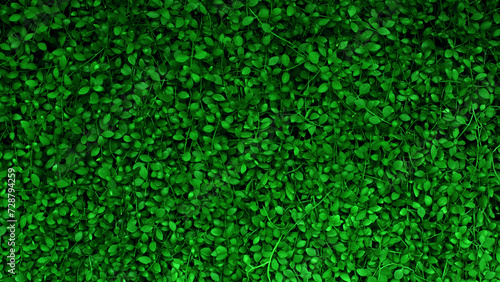Green leaf background, Green leaves wall texture for background