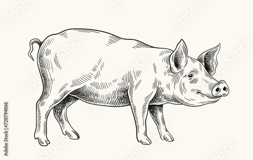Pigs linear drawing. Minimalistic creativity and art, pencil sketch. Cattle from farm, domestic animal. Template and layout. Hand drawn flat vector illustration isolated on white background