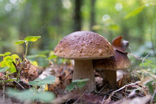 A white mushroom or podberezovik growing on lush green moss in the forest (Boletus edulis) Autumn is the mushroom picking season