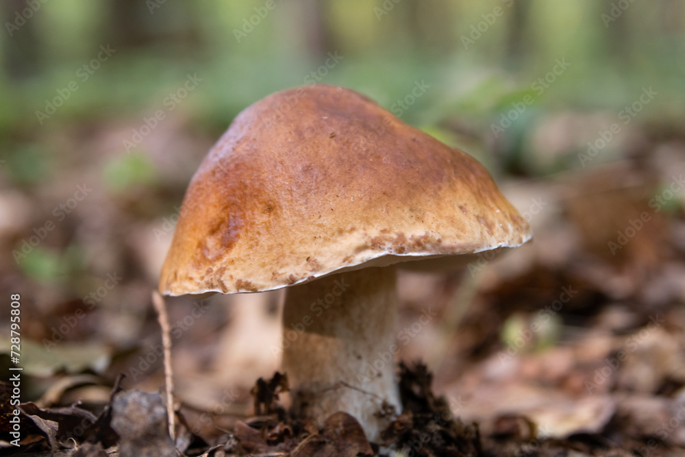 Fototapeta premium A white mushroom or podberezovik growing on lush green moss in the forest (Boletus edulis) Autumn is the mushroom picking season