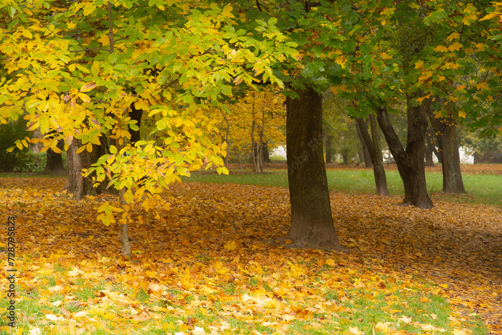 A breathtaking autumn park on a foggy morning... A breathtaking autumn park on a foggy morning...