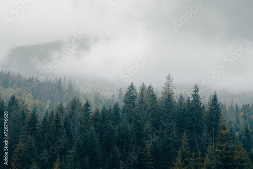 Foggy spruce forest woodland. Panoramic landscape. Mountain hills foggy woodland. Carpathian mountains. Ukraine