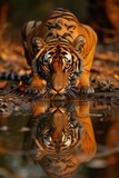 Intense Tiger Captured Drinking with Ghostly Reflection in Shallow Water