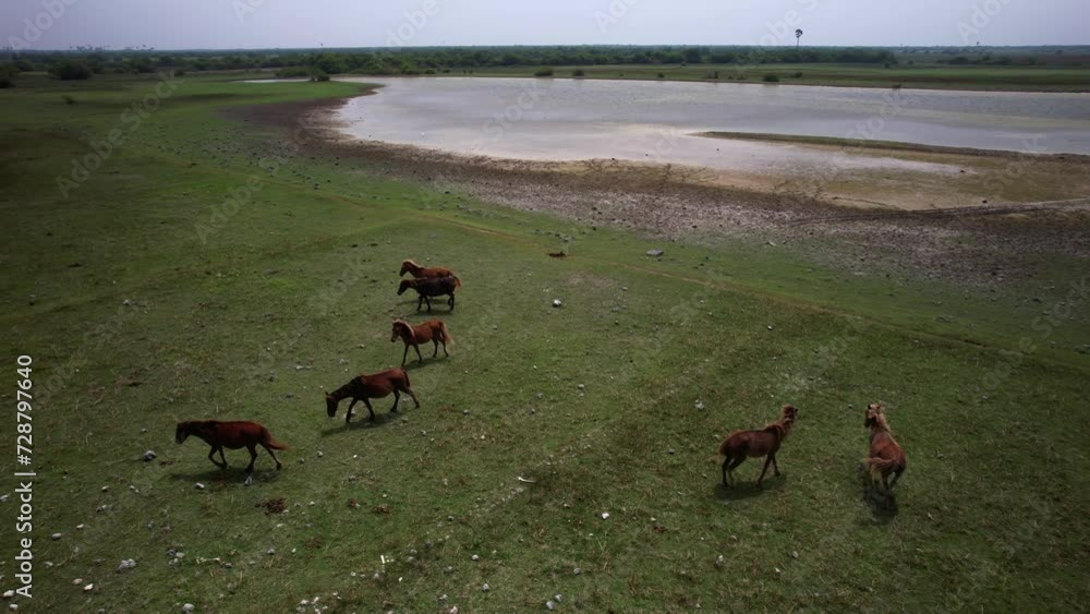 Wild horses on the lake from drone in the Delft island of Sri Lanka Wild horses on the lake from drone in the Delft island of Sri Lanka