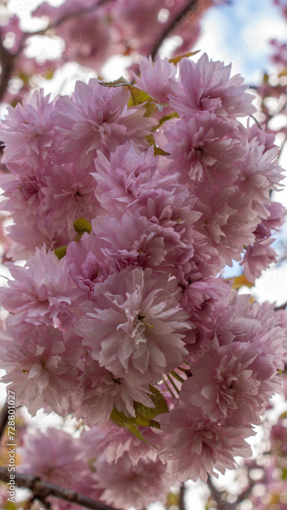 Cherry blossom Cherry blossom