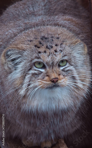Portrait of Pallas's Cat (the local name is "manul"), t © Dead Tree World