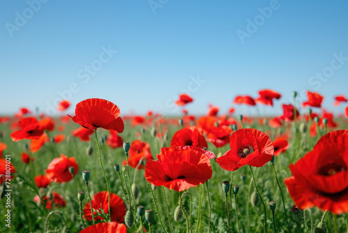 field of poppies swaying gently in the breeze under a clear blue sky