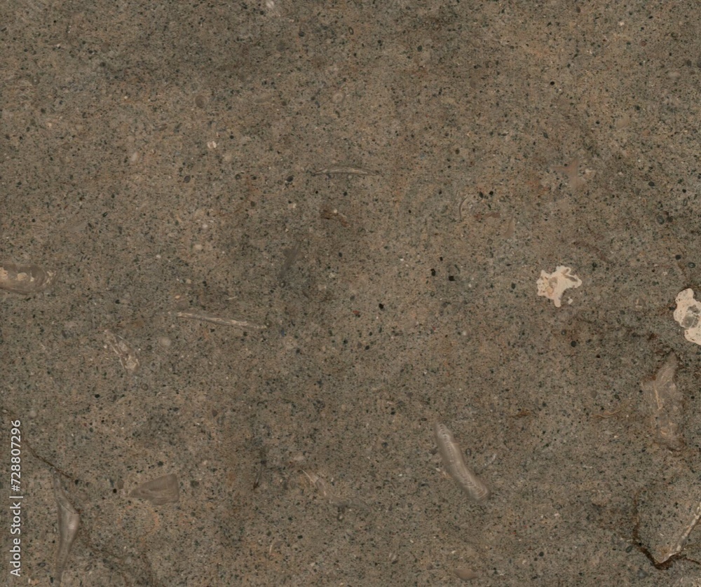 ants on the ground