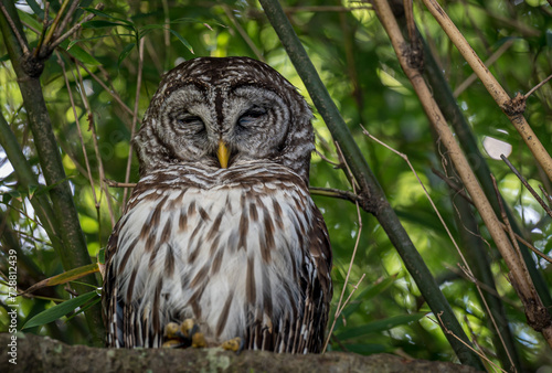 Barred Owl or Hoot Owl photo
