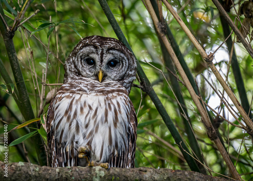 Barred Owl or Hoot Owl photo