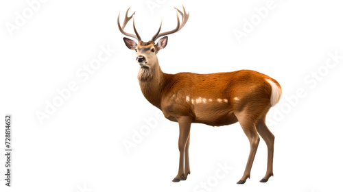 png side view of deer with great antler facing the camera on neat transparent background