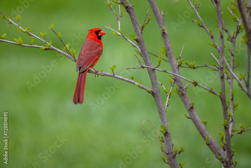 Male cardinal perches on tree branch with spring blooms and a green background