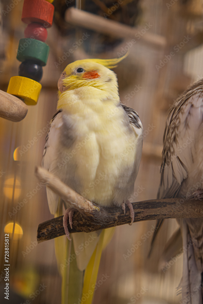 Fototapeta premium Beautiful photo of a bird. Ornithology.Funny parrot.Cockatiel parrot. Home pet yellow bird.Beautiful feathers.Love for animals.Cute cockatiel.Home pet parrot.A bird with a crest.Natural color. memes.