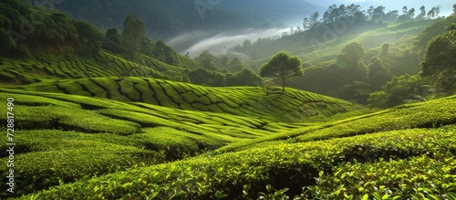 Beautiful landscape of Picturesque tea plantation natural green view. AI generated image
