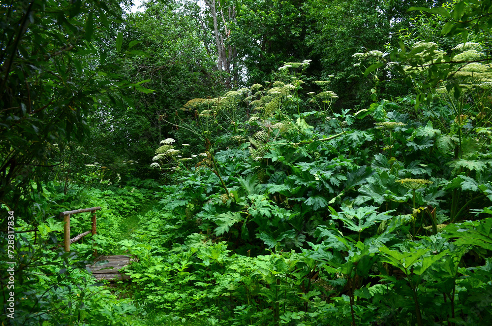 Hogweed thickets, a path in the village, a bridge over a stream, an abandoned place, weeds