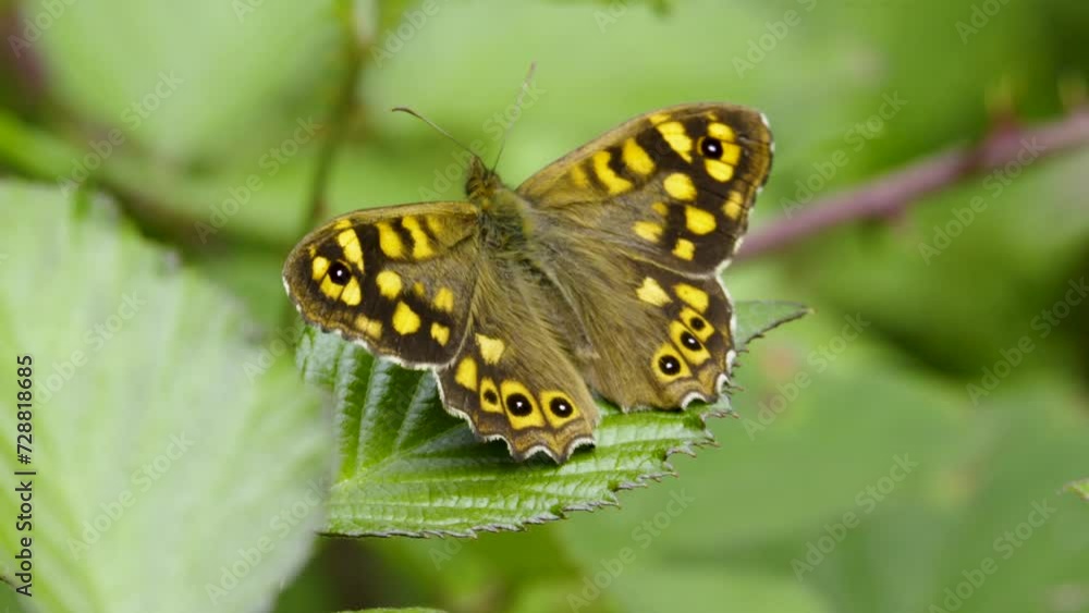 Speckled wood butterfly Pararge aegeria resting on bramble wings open Speckled wood butterfly Pararge aegeria resting on bramble wings open