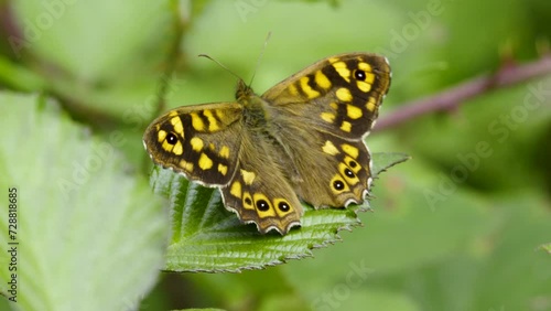 Speckled wood butterfly Pararge aegeria resting on bramble wings open