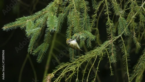 Goldcrest Regulus regulus bird feeding non-deciduous conifer tree