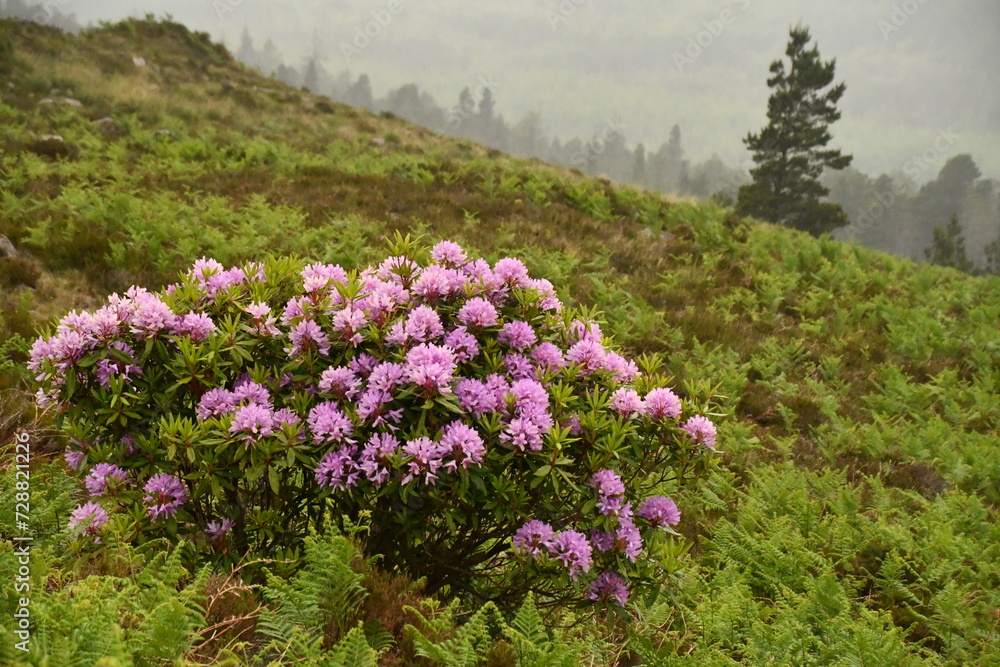Obraz premium Rhododendron plants/flowers in Knockmealdown Mountains, The Vee Pass, County Tipperary, Ireland