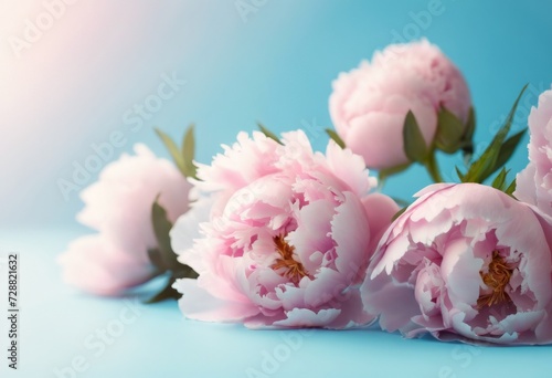 Composition of soft pink peonies on a blue background