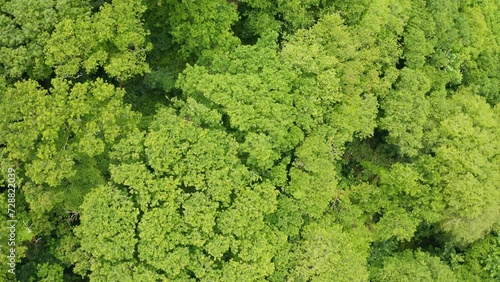 Deciduous forest during summer aerial pan from top of frame to bottom of frame