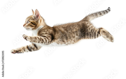 Pouncing Cat isolated on transparent Background