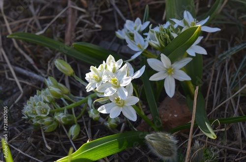 Blooming star-of-Bethlehem Ornithogalum balansae