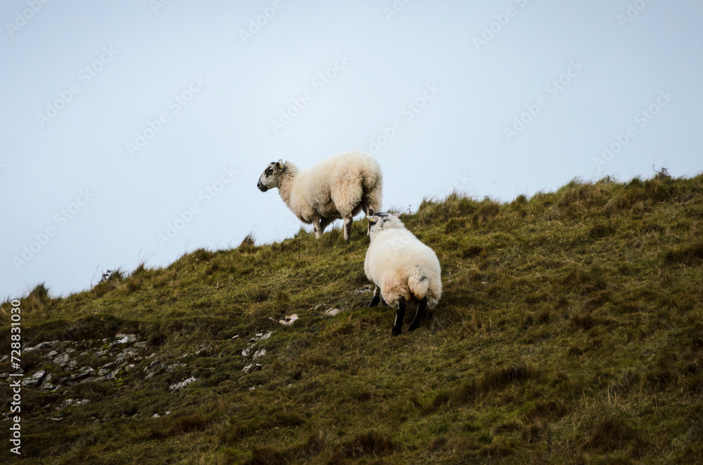 Fototapeta premium Sheep in the mountains