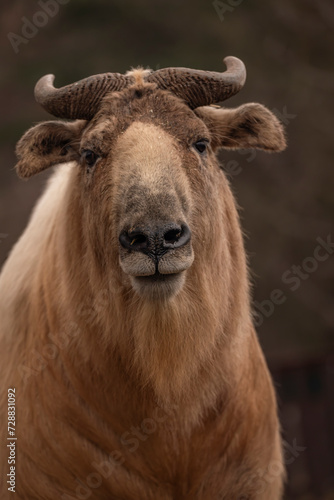 Takini animal with brown hair in cold winter day © luzkovyvagon.cz