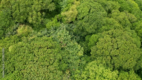 Deciduous forest during summer aerial pan from above from left to right of frame