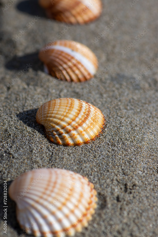 Cerastoderma edule common cockle empty seashells on sandy beach, simplicity background pattern in daylight in the sand Cerastoderma edule common cockle empty seashells on sandy beach, simplicity background pattern in daylight in the sand