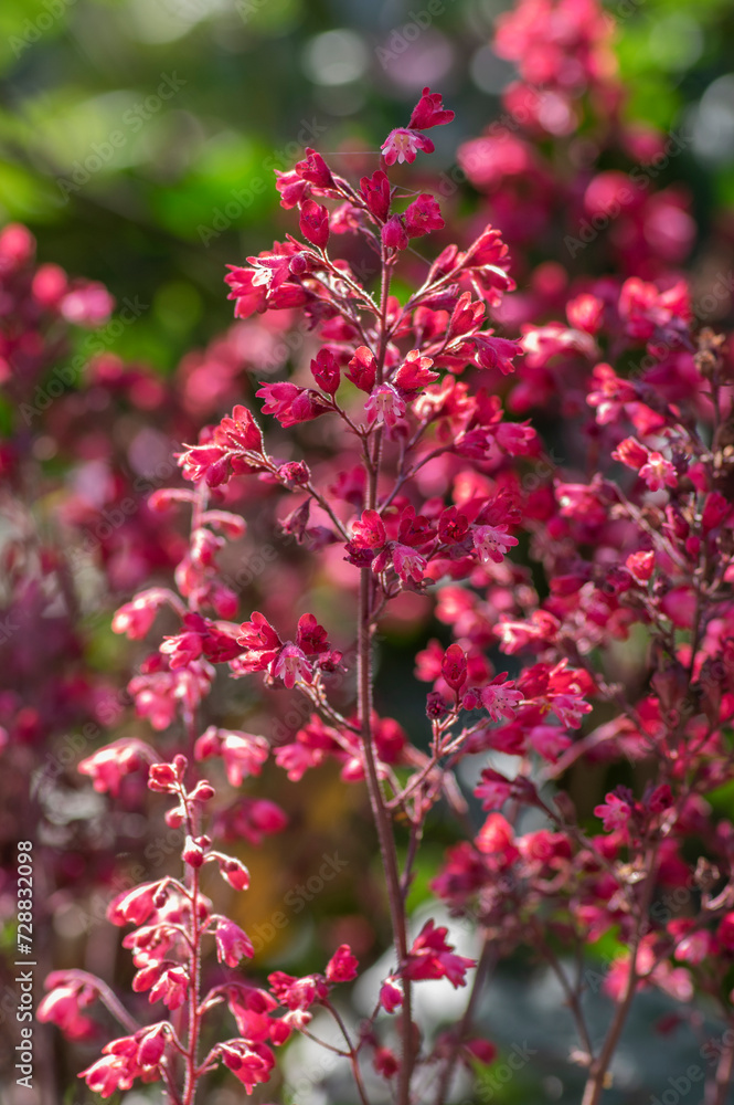 Heuchera sanguinea beautiful ornamental spring flowering plant, bright red pink purple coral bells flowers in bloom Heuchera sanguinea beautiful ornamental spring flowering plant, bright red pink purple coral bells flowers in bloom
