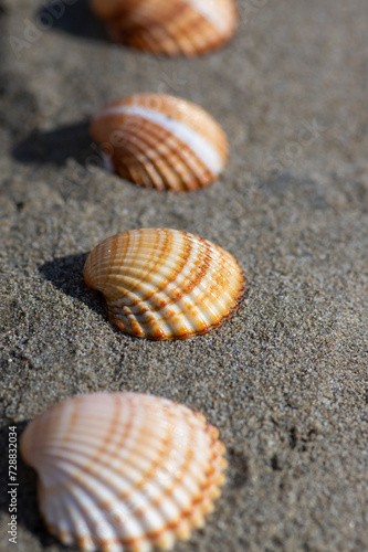 Cerastoderma edule common cockle empty seashells on sandy beach, simplicity background pattern in daylight in the sand © Iva