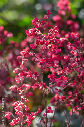 Heuchera sanguinea beautiful ornamental spring flowering plant, bright red pink purple coral bells flowers in bloom