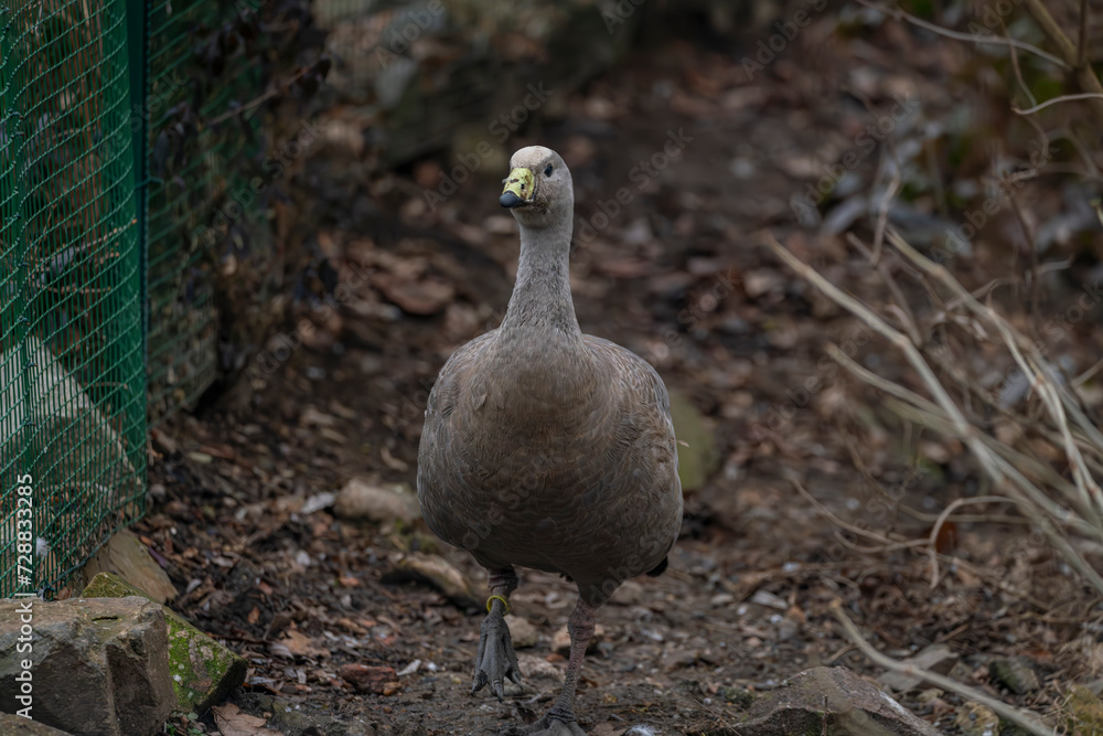 Grey goose in winter cold day with dry ground Grey goose in winter cold day with dry ground