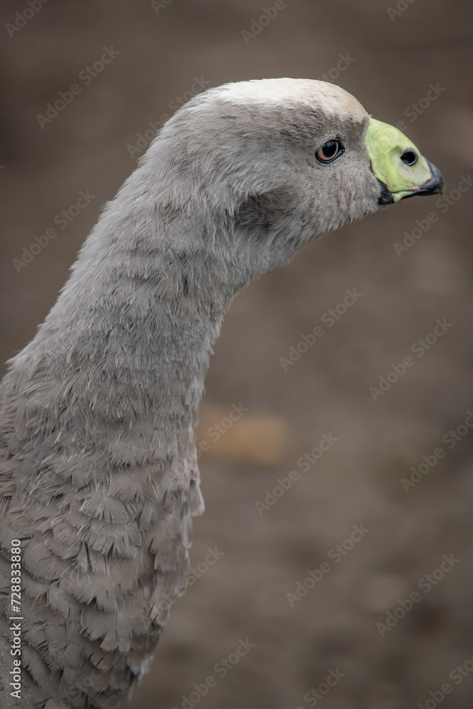Grey goose in winter cold day with dry ground Grey goose in winter cold day with dry ground