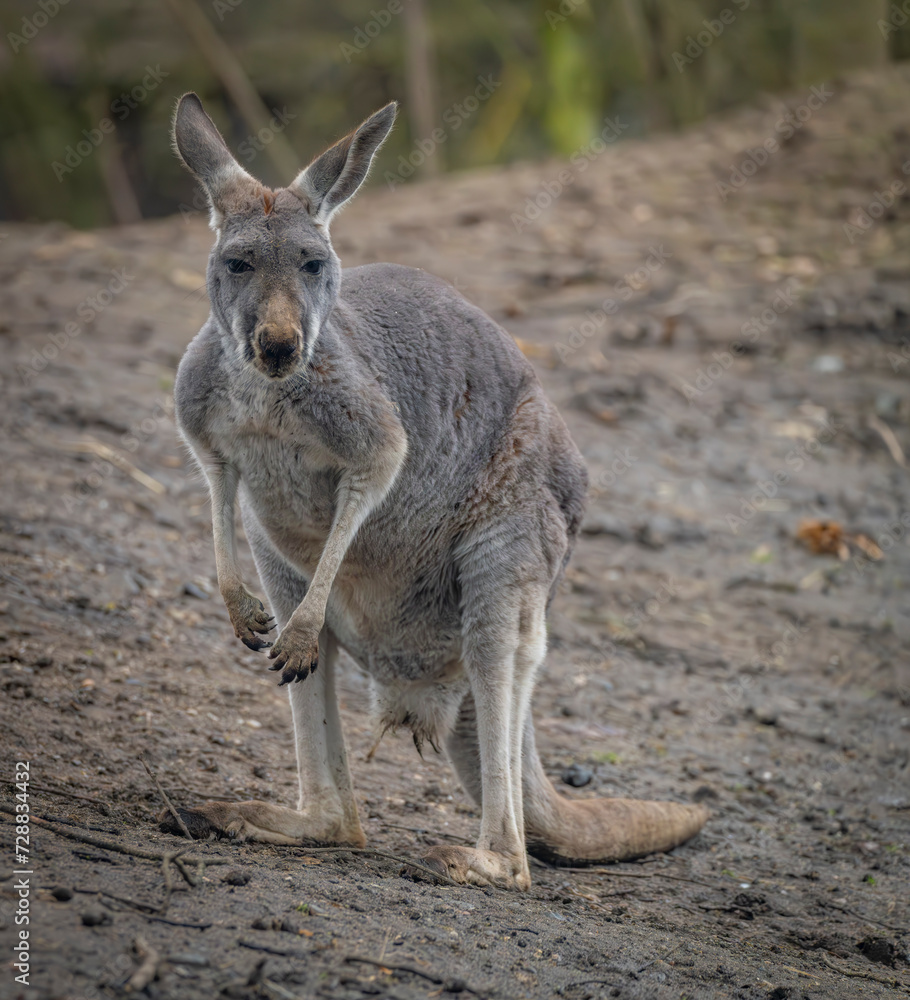 Brown cangaroo in winter cold day in garden Brown cangaroo in winter cold day in garden