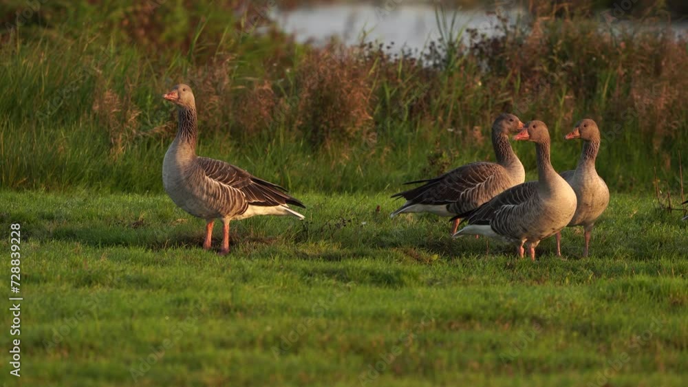 A group of greylag geese or graylag geese (Anser anser) A group of greylag geese or graylag geese (Anser anser)