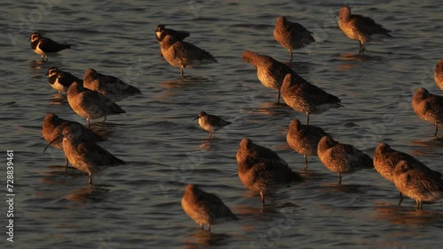 A common redshank or simply redshank (Tringa totanus) standing in a group of Eurasian curlew or common curlews (Numenius arquata) in the evening light during the golden hour. photo