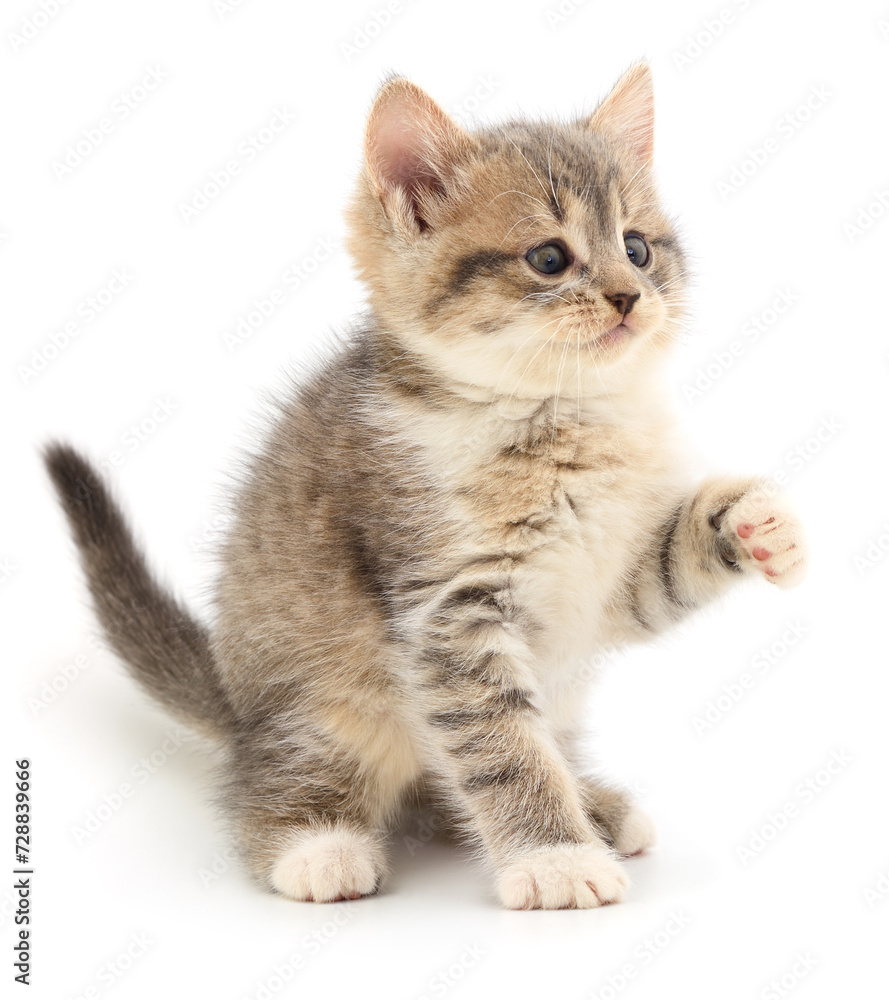 Fototapeta premium Kitten on white background.