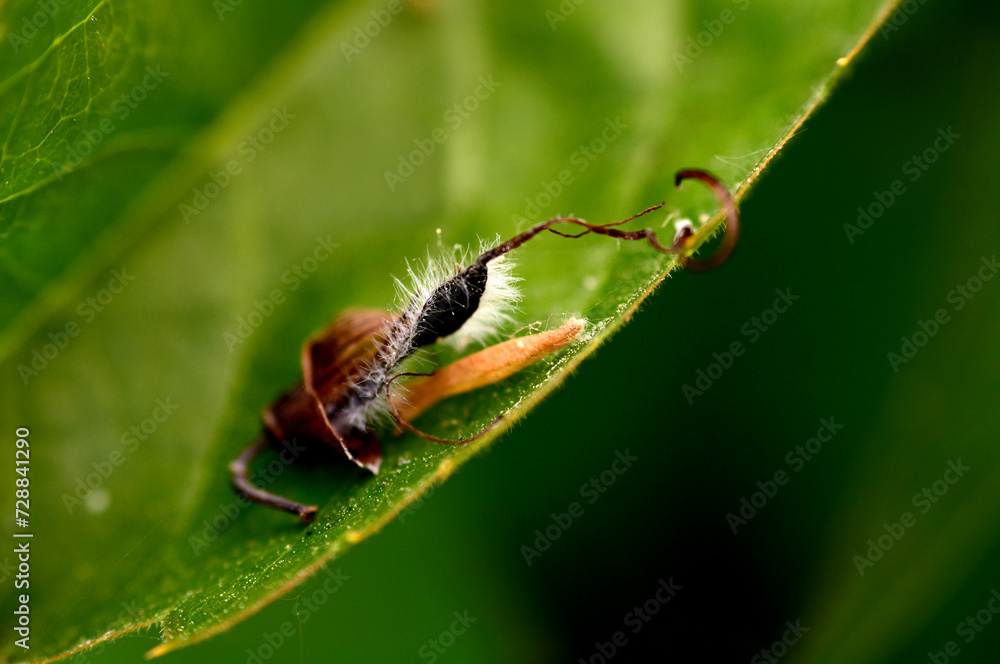 nut tree leaf on a piece of leaf nut tree leaf on a piece of leaf