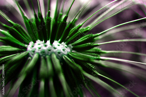 abstract dandelion in macro close-up