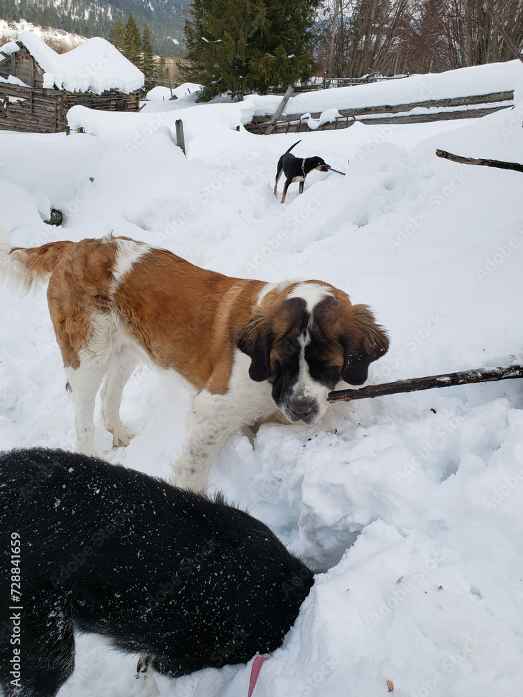 Three Dogs Exploring and Digging in Deep snow on a Walk During a Canadian Winter with Rural Background
