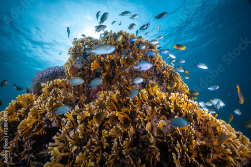 Fototapeta Naklejka Na Ścianę i Meble -  Tropical fish schooling above pristine hard coral reef in the Pacific Ocean