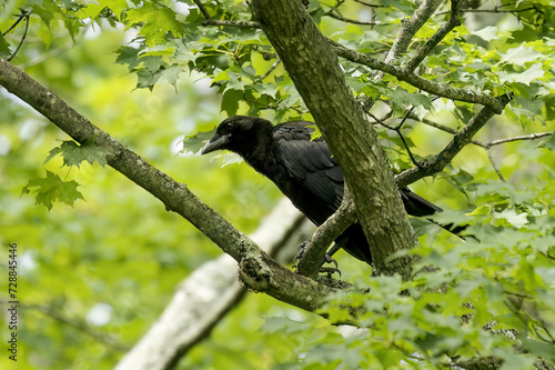 The American crow (Corvus brachyrhynchos).  Young bird, a few days after leaving the nest.  Large, intelligent, all-black birds with hoarse, cawing voices. 