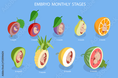 3D Isometric Flat Vector Illustration of Embryo Monthly Growth Stages, Human Fetus Development