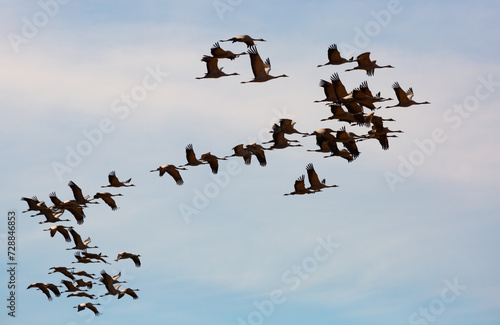 Migration of common cranes (Grus) from wintering. Birds flying in blue sky on spring day.. © JackF