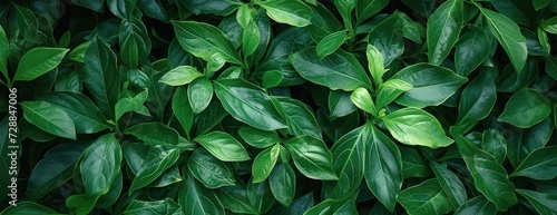 Close up of Green Plant With Leaves © FryArt Studio