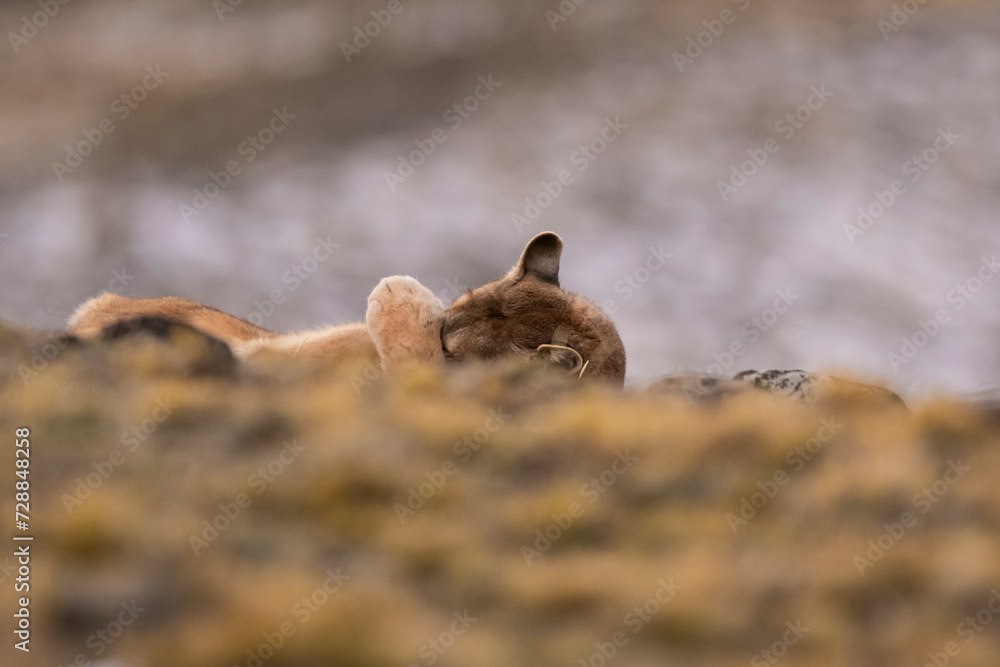 Fototapeta premium Cougar , Torres del Paine National Park, Patagonia, Chile