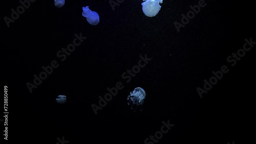 Spotted (Papuan) Jellyfish, 4K UHD photo